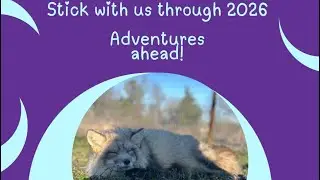 Clevyr Creatures 2025 Wrapped