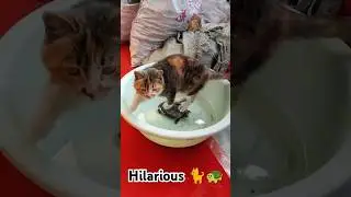 CAT TRIES TO RIDE TURTLE ACROSS WATER! || Funny Cat #shorts #hilarious #pets #ytshorts #funny #fyp