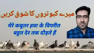 Gola Kabootar | Pigeons | Kabootar |