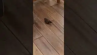 A bird flew into my house LOL