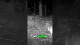 Bobcats' Secret Scent Marking: Amazing Facts!