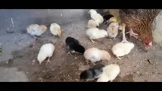 aseel chicks  new born aseel chiks's at msd aseel farm