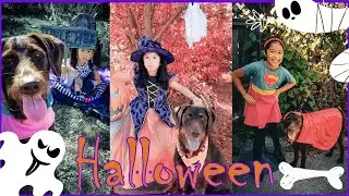 Zoe & Lala our Dog HALLOWEEN costumes👻 Fun Kids Entertainment Videos | IT'S ZOE TIME! #halloween