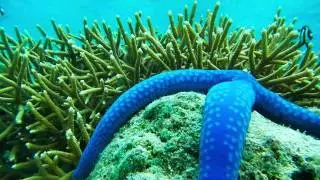 PIC Resort Saipan - HD Digital Fish Tank - Pacific Islands Club - Nikon AW100 Underwater