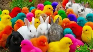 PLAY WITH RAINBOW CHICKEN 🐔🌈 ANIMALS & COLORFUL BALLS | FUN CATCH GAME FOR KIDS 🎈 TODDLERS