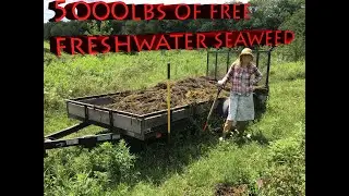 5000lbs of Totally Free Freshwater Seaweed collected & spread by hand in 4 hours with 2 peeps