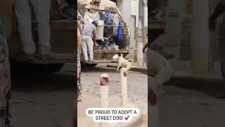 Proud to adopt a street dog |#doglover #helpdogrescues #adoptarescue #dogrescue