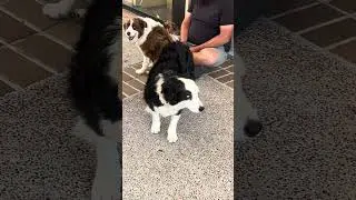 Dogs with Unique Coat Patterns!