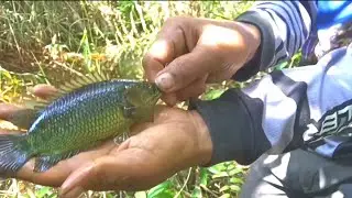 Spot mantap||mancing Betok.