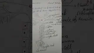 neuron diagram #neurons #controlcenter