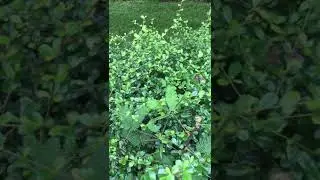 Mimosa plant defending themselves