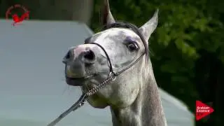 N.6 MT PRADA - Scandinavian Open Championship 2017 - Amateur Senior Mares (Class 28)