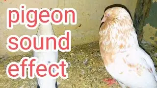Pigeon Sound Effect || male pigeon sound impressive female pigeon❤️🥰