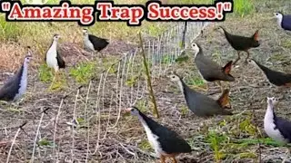Best 🦜 Trap Idea Using Box and Deep Hole | Bird Trap Vlogs