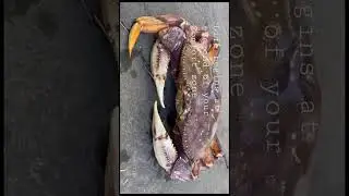 #Crab making #bubbling from it&rsquo;s mouth #short #Amazing #seafood
