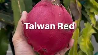 Taiwan Red dragon fruit harvest 9/4/2025