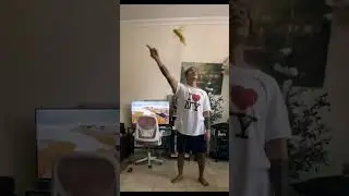 Golden budgie doing spin over the head.