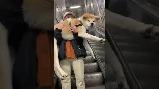 Scary Dog Akita Inu 🐶 | #dogs #akitainu