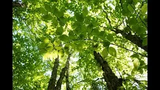 Come Visit Robinson Forest, Part II!