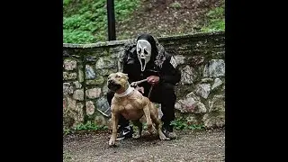 PIT BULL MONSTER (Dogs activities) Pit Bull GR Athens(Loca1)