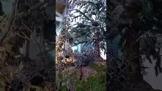 Shedd Aquarium