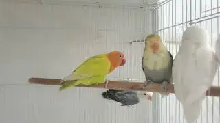 Sounds of lovebirds Agapornis chirp