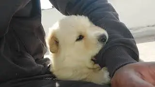 Cute puppy / Himalayan Sheepdog / Gaddi