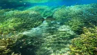 Come on a relaxing underwater adventure to see turtles, fish, and other wild life.
