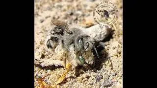 Abejas Diadasia chilensis copulando