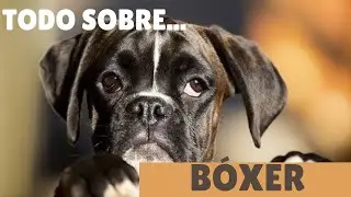 EL PERRO B&Oacute;XER.