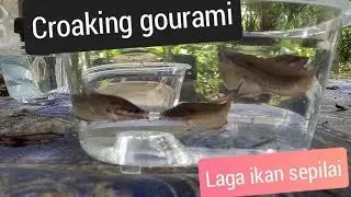 trichopsis Vittata /croaking gourami fight - cara menjadikan ikan sepilai garang