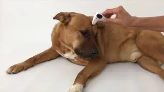 Pet Massager