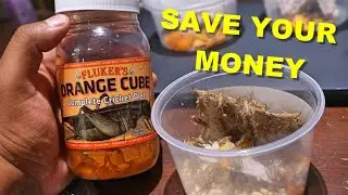 Reason Why Your Crickets Die !! | Cricket Diet REVIEW !!