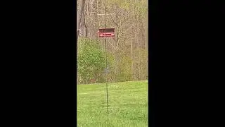 turf war gang violence caught on camera. chipmunks vs birds.