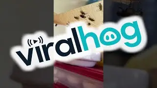 Housefly Is Betrayed || ViralHog