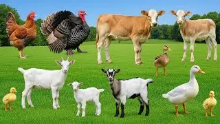 Farm Animal Sounds Learning: Pig, Cow, Chicken, Duck, Goat, Sheep, Mouse