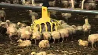 HaiKoo
