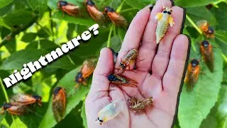 The Midwest Cicada Invasion of 2024. The coolest bug plague ever!