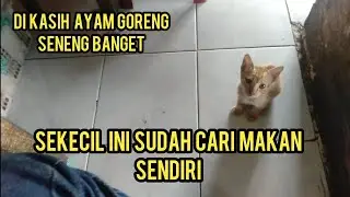 Anak Kucing Kelaparan Minta Makan Di Warteg Seneng Banget Di Beliin Ayam Goreng ..!