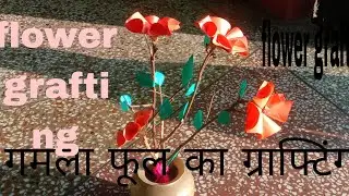Flower grafting video.गमला फूल का ग्राफ्टिंगgamala phool ka graaphting