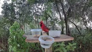 The Cardinal Brings a Peanut to his Mate and Calls Loudly