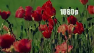 Видео от 144p до 1080p