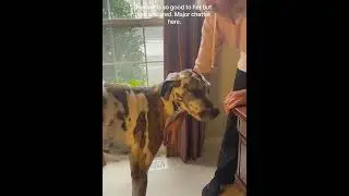 Dramatic Great Dane #dog #funnydog #dogs #funnyvideo #fyp