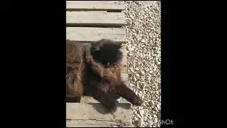работать не хочу!#котик#II do not want to work