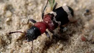 Mierkever/European red bellied-clerid (Thanasimus formicarius)