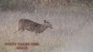 Michigan Wildlife /// Autumn 2018
