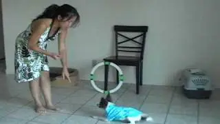 Ace the Dog - Cute Puppy - Dog Tricks by Ace - Amazing Puppy