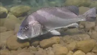 コショウダイ　Crescent sweetlips