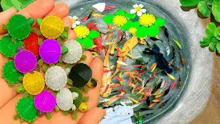 Catch beautiful Baby Turtle In Small Pond, Bronze Guppy, Ornamental Catfish, Carp, Three Tailed Fish