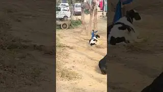 life time achievement #viral #lifeachievement #farming #villagelife #viral #flingbeast #love #cow